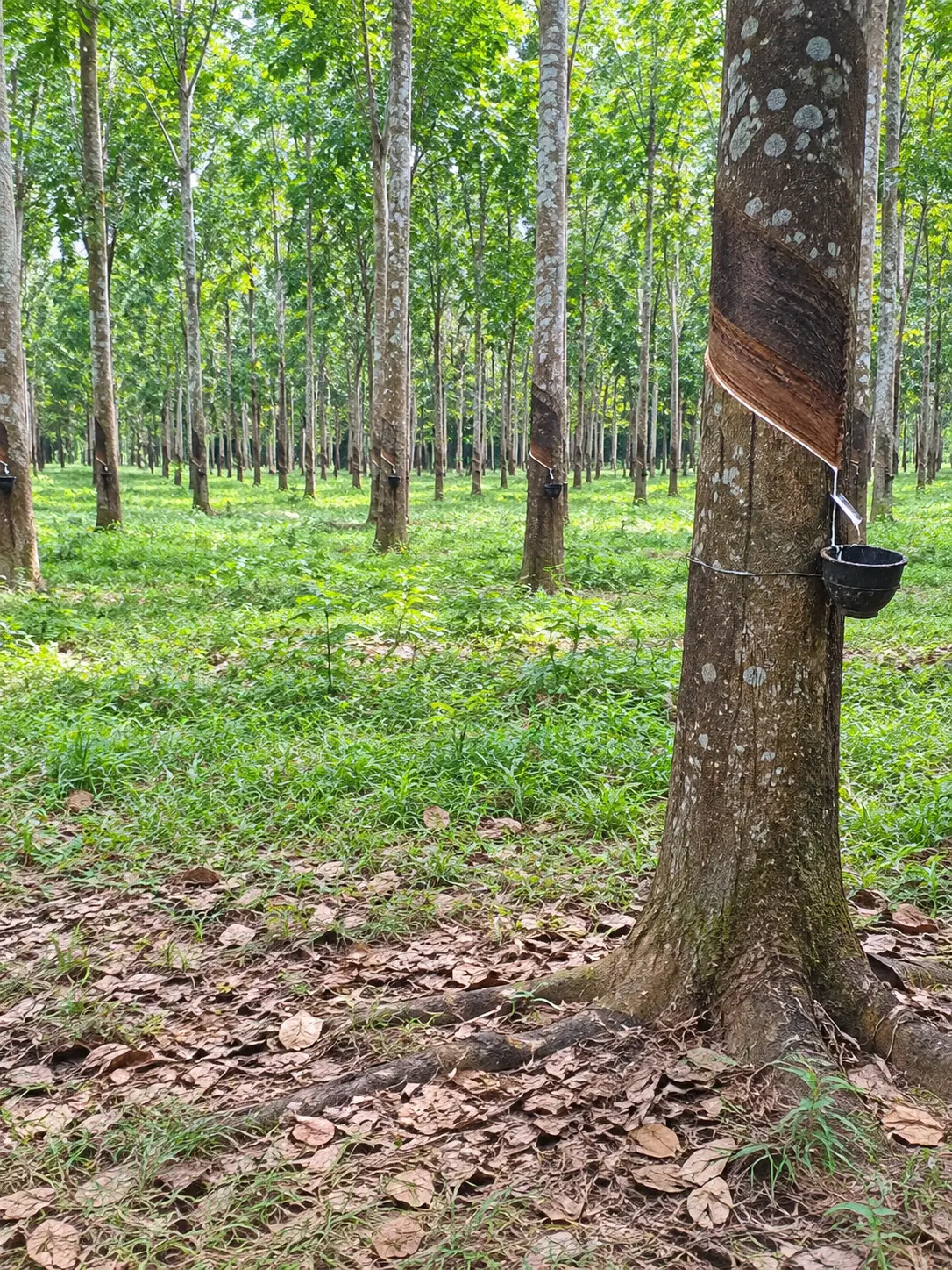 Hévéas de la plantation d’Agboville