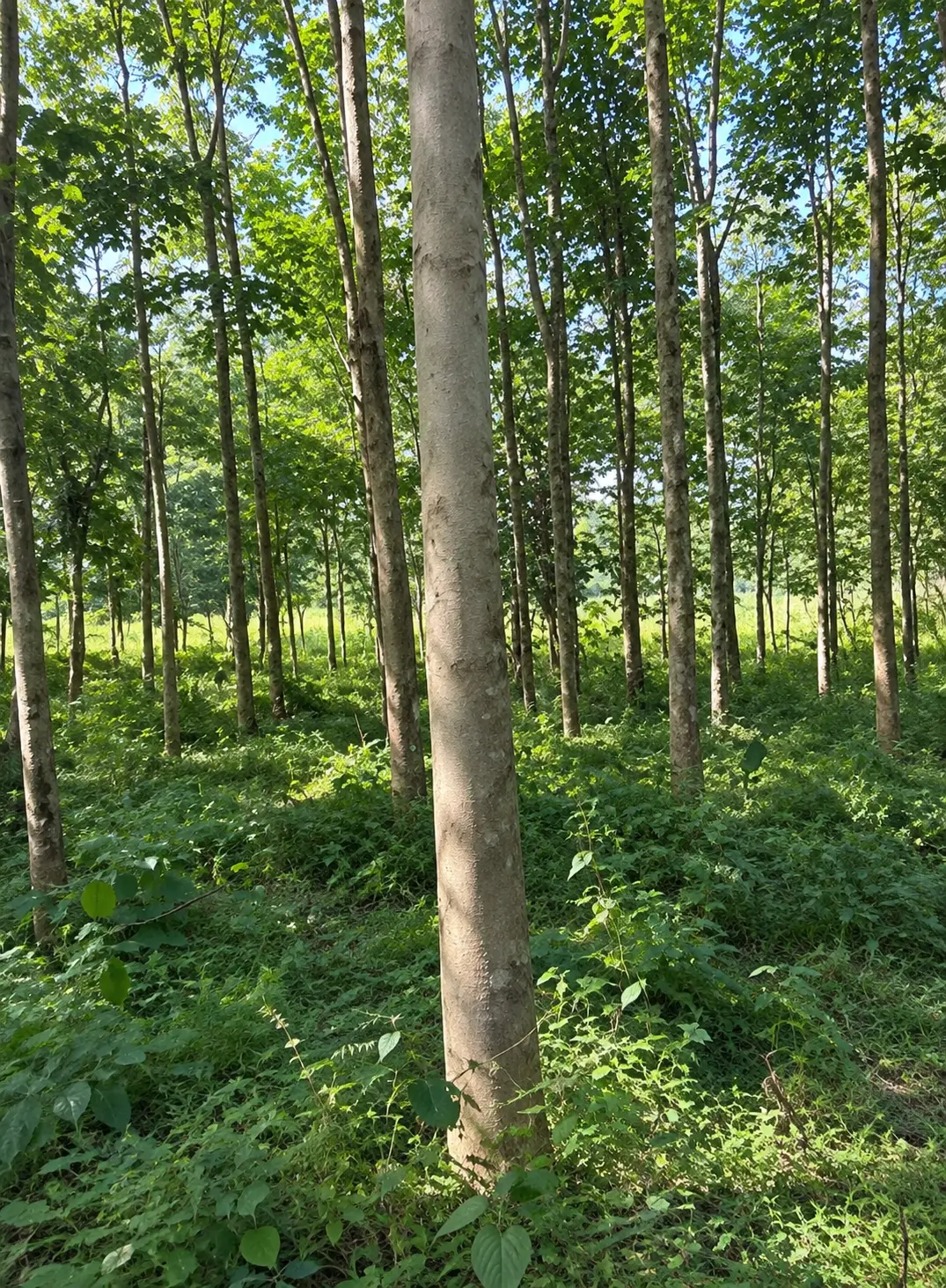 Arbres de la plantation de Moronou